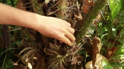 Snakefruit Stock Footage 26238200