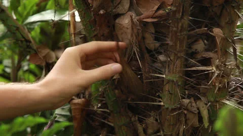 Snakefruit Stock Footage 26238436