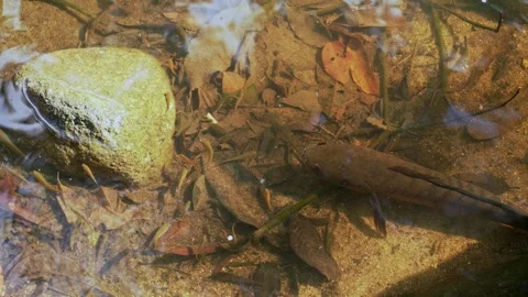 Snakehead (Channa striata) surface breathing video Stockbeeldmateriaal 332886346