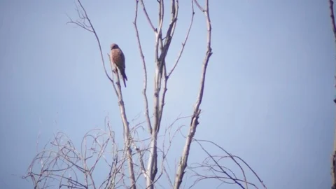 Snakehead on a dry tree Stock Footage