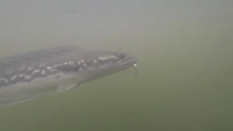 Snakehead fish caught on a lure Stock Footage 142666648