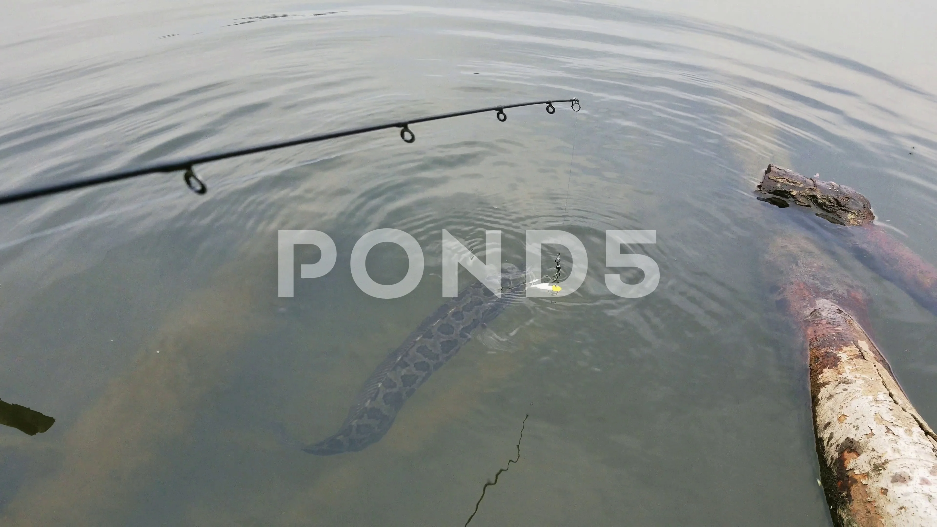 A snakehead fish on the fishing line and, Stock Video