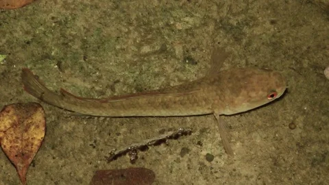 Snakehead fish, Malaysia Stock-Footage 70789484