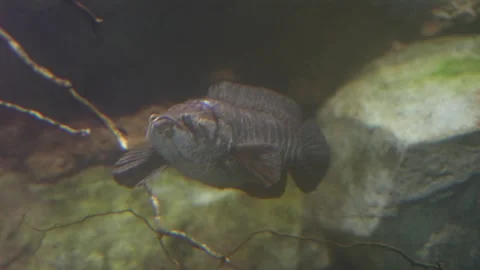 Snakehead Fish Swimming - Head-on View Stock Footage 298358511