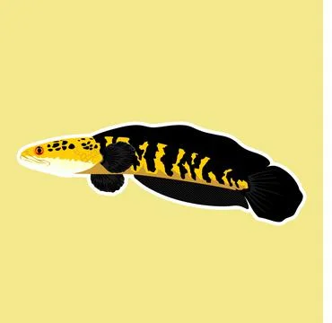 Snakehead fish Vectors &amp; Illustrations 스톡 일러스트