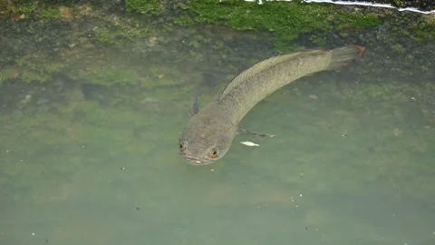 Snakehead or Channa orientalis fish. Stockbeeldmateriaal 289397628