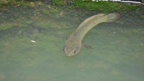 Snakehead or Channa orientalis fish. Vídeos de archivo 289397690
