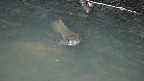 Snakehead or Channa orientalis fish. Stockbeeldmateriaal 289535445