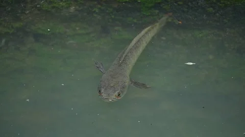 Snakehead or Channa orientalis fish. Stockbeeldmateriaal 289536045