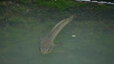 Snakehead or Channa orientalis fish. Vídeos de archivo 289536098