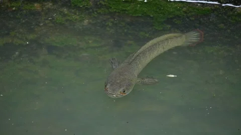 Snakehead or Channa orientalis fish. Stockbeeldmateriaal 289536145