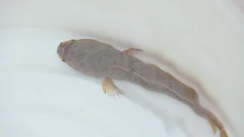 Snakehead or Channa orientalis fish. Video stock 291271683
