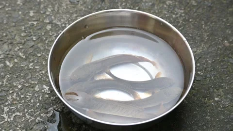 Snakehead or Channa orientalis fish. Stockbeeldmateriaal 291272510