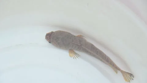 Snakehead or Channa orientalis fish, slow motion video. Stockbeeldmateriaal 291273450