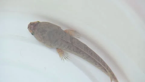 Snakehead or Channa orientalis fish, slow motion video. Stockbeeldmateriaal 291273556