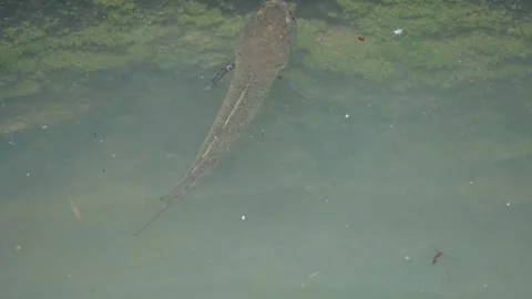 Snakehead or Channa orientalis Fish inside the water. Vidéo 292106569