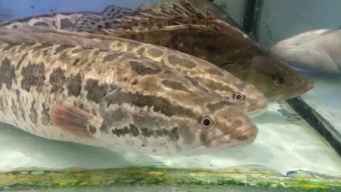 The snakehead swims in the water Stock Footage 292783207