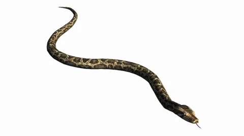 Snake&amp;jungle carpet python crawling swimming,sliding decorative non venomous. Stock Footage 37964462