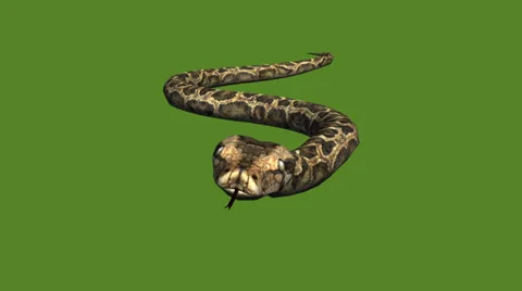 Snake&amp;jungle carpet python crawling swimming,sliding decorative non venomous. Stock Footage 37964612