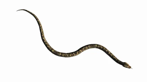 Snake&amp;jungle carpet python crawling swimming,sliding decorative non venomous. Stock Footage 37964692