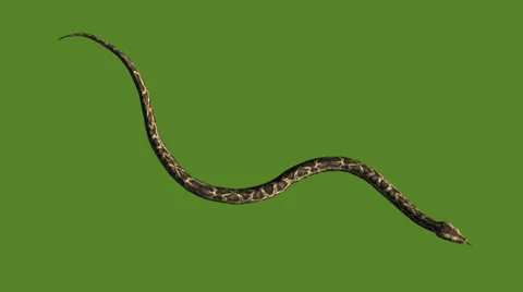 Snake&amp;jungle carpet python crawling swimming,sliding decorative non venomous. Stock Footage 37964875