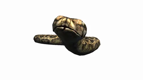 Snake&amp;jungle carpet python crawling swimming,sliding decorative non venomous. Stock Footage 37965053
