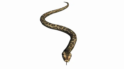 Snake&amp;jungle carpet python crawling swimming,sliding decorative non venomous. Stock Footage 37965131