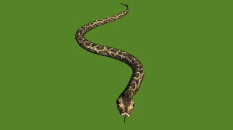 Snake&amp;jungle carpet python crawling swimming,sliding decorative non venomous. Stock Footage 37965389