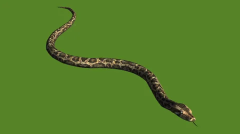 Snake&amp;jungle carpet python crawling swimming,sliding decorative non venomous. Video stock 37965746