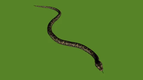 Snake&amp;jungle carpet python slide attack,sliding decorative non venomous. Stock Footage 37880666
