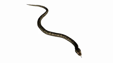 Snake&amp;jungle carpet python slide attack,sliding decorative non venomous. Stock Footage 37880669