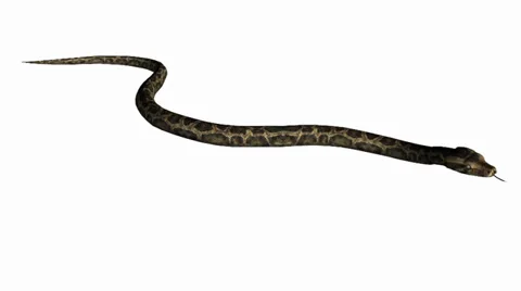 Snake&amp;jungle carpet python slide attack,sliding decorative non venomous. Stock Footage 37880777