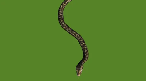 Snake&amp;jungle carpet python slide attack,sliding decorative non venomous. Stock Footage 37881067