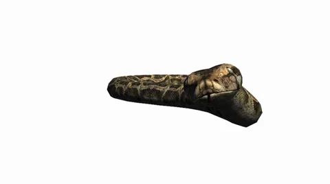 Snake&amp;jungle carpet python slide attack,sliding decorative non venomous. Stock Footage 37881744