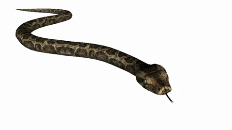 Snake&amp;jungle carpet python slide attack,sliding decorative non venomous. Video stock 37882243