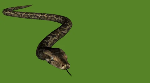 Snake&amp;jungle carpet python slide attack,sliding decorative non venomous. 스톡 동영상 37882268