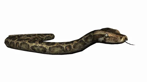 Snake&amp;jungle carpet python slide attack,sliding decorative non venomous. Video stock 37883076