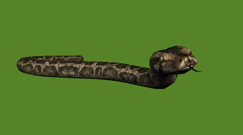 Snake&amp;jungle carpet python slide attack,sliding decorative non venomous. Video stock 37885003