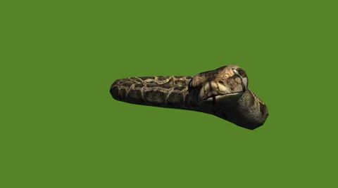 Snake&amp;jungle carpet python slide attack,sliding decorative non venomous. Stock Footage 37889430