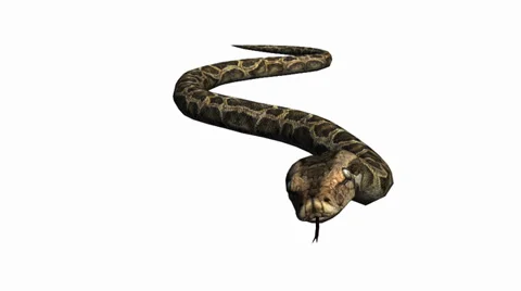 Snake&amp;jungle carpet python slide attack,sliding decorative non venomous. Stock Footage 37921453