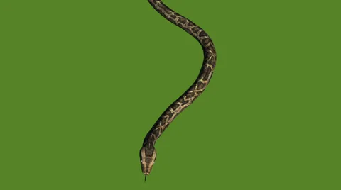Snake&amp;jungle carpet python slide attack,sliding decorative non venomous. Stock Footage 37964418