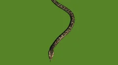 https://images.pond5.com/snakejungle-carpet-python-slide-attacksliding-footage-037964418_iconm.jpeg