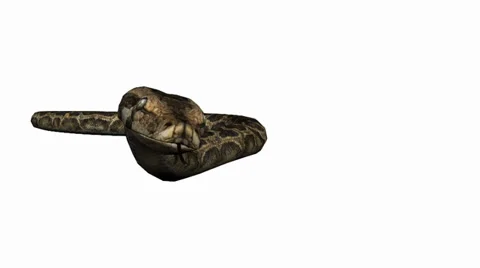 Snake&amp;jungle carpet python slide attack,sliding decorative non venomous. Stock Footage 37965173