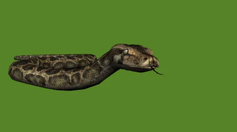 Snake&amp;jungle carpet python slide attack,sliding decorative non venomous. Stock Footage 37965709