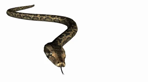 Snake&amp;jungle carpet python slide attack,sliding decorative non venomous. Stock Footage 37965995