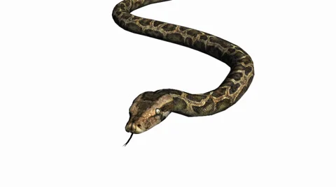 Snake&amp;jungle carpet python slide attack,sliding decorative non venomous. Stock Footage 37966417