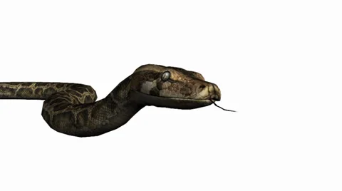 Snake&amp;jungle carpet python slide attack,sliding decorative non venomous. Stock Footage 37967301