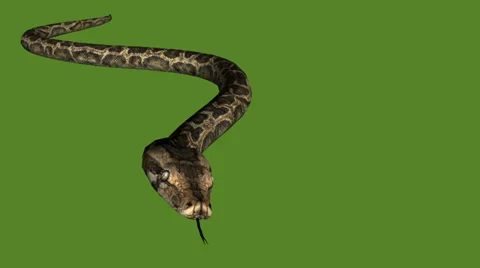 Snake&amp;jungle carpet python slide attack,sliding decorative non venomous. Stock Footage 37968143