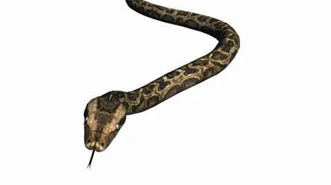 Snake&amp;jungle carpet python slide attack,sliding decorative non venomous. Stock Footage 37969943