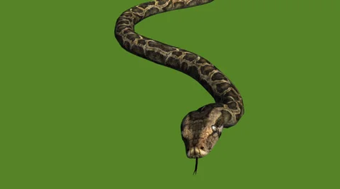 Snake&amp;jungle carpet python slide attack,sliding decorative non venomous. 스톡 동영상 37992303